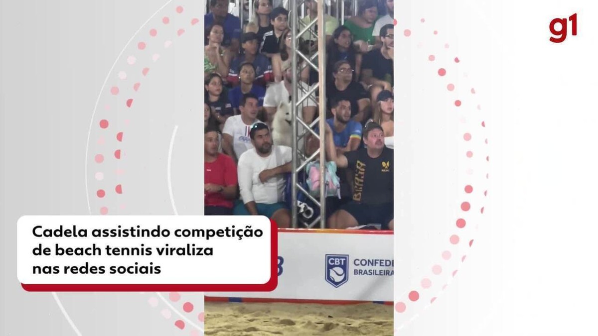 A cadela Aika, uma Samoiedo, assistindo a uma competição de beach tennis em Fortaleza, mostrando sua habilidade e sociabilidade.